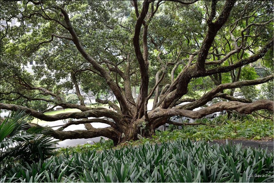 L'Albert park d'Auckland. (11)