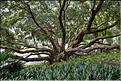 L'Albert park d'Auckland. (11)