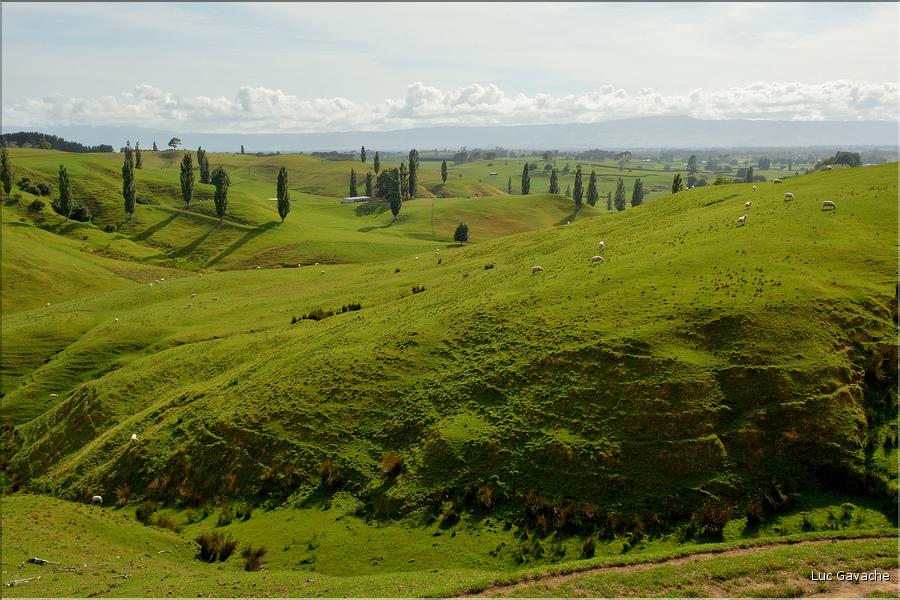 Région de Matamata. (1)