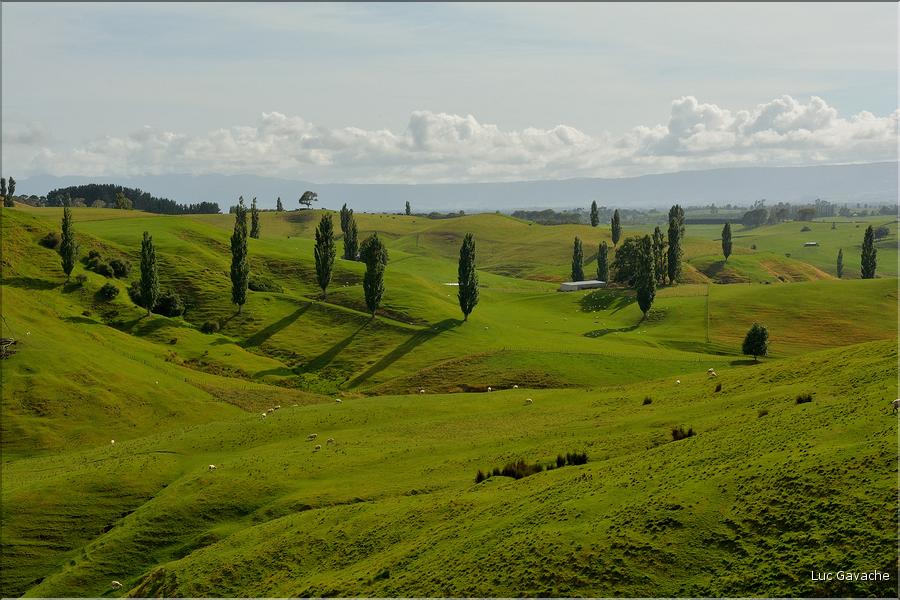 Région de Matamata. (2)