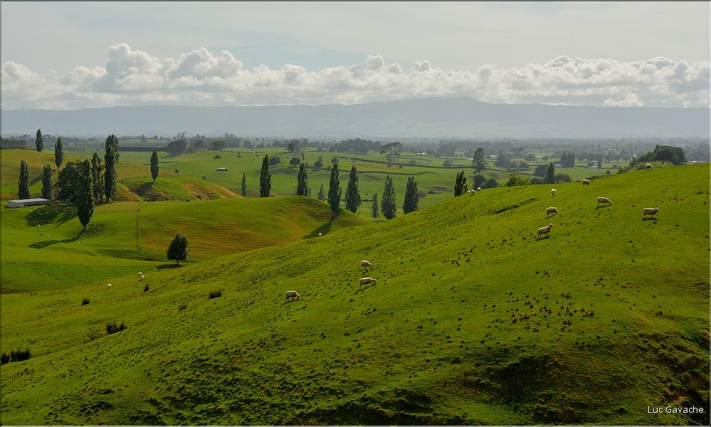 Région de Matamata. (3)