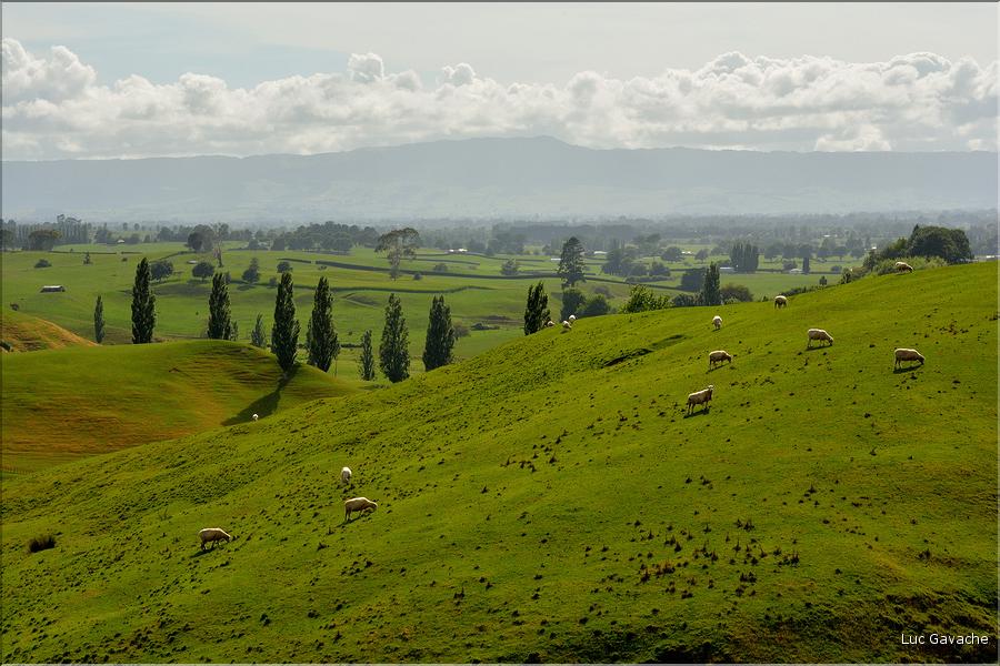 Région de Matamata. (4)