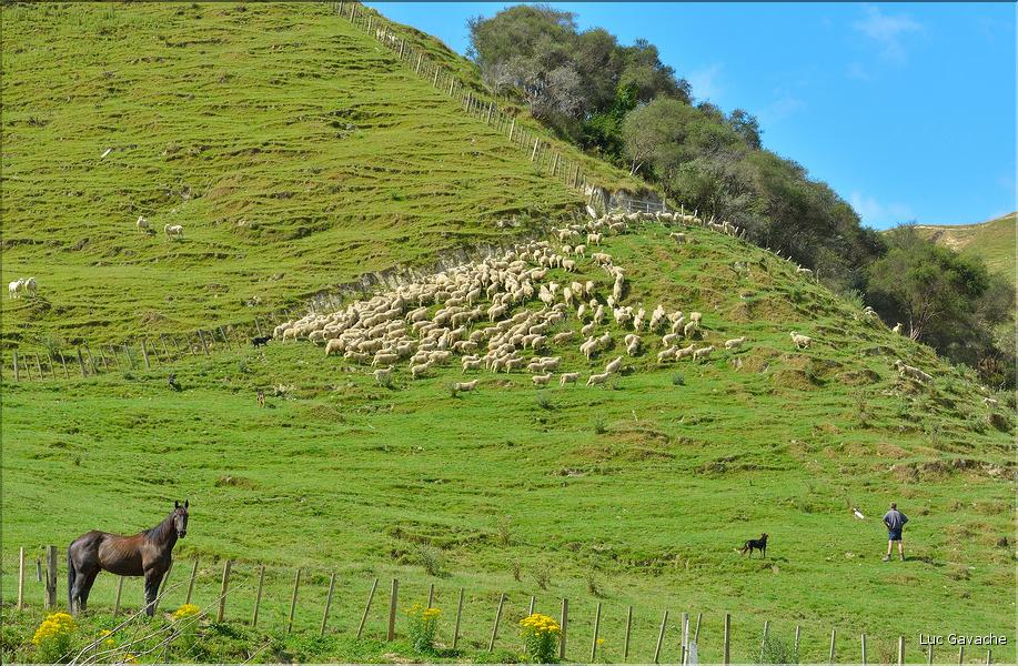 En Nouvelle-Zélande l'élevage du mouton est omniprésent, puisque dix fois plus nombreux que les humains. (1)