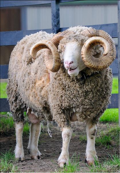 En Nouvelle-Zélande l'élevage du mouton est omniprésent, puisque dix fois plus nombreux que les humains. (7)