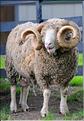 En Nouvelle-Zélande l'élevage du mouton est omniprésent, puisque dix fois plus nombreux que les humains. (7)