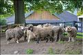 En Nouvelle-Zélande l'élevage du mouton est omniprésent, puisque dix fois plus nombreux que les humains. (8)
