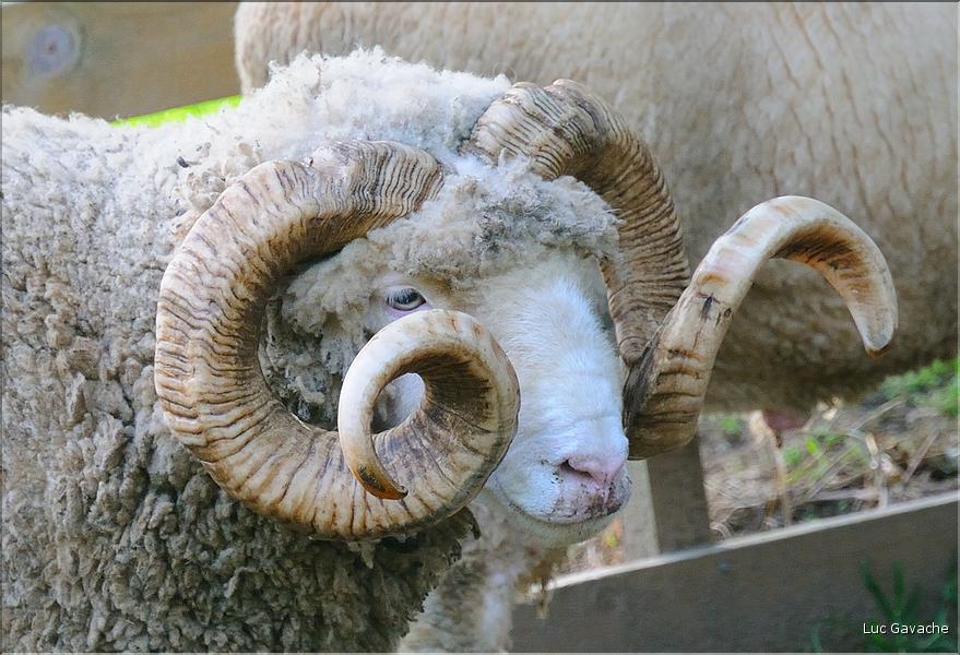 En Nouvelle-Zélande l'élevage du mouton est omniprésent, puisque dix fois plus nombreux que les humains. (10)