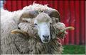 En Nouvelle-Zélande l'élevage du mouton est omniprésent, puisque dix fois plus nombreux que les humains. (11)