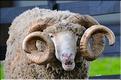 En Nouvelle-Zélande l'élevage du mouton est omniprésent, puisque dix fois plus nombreux que les humains. (12)