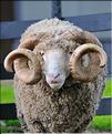 En Nouvelle-Zélande l'élevage du mouton est omniprésent, puisque dix fois plus nombreux que les humains. (13)