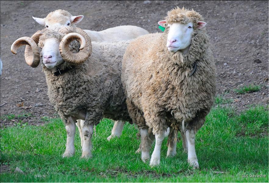 En Nouvelle-Zélande l'élevage du mouton est omniprésent, puisque dix fois plus nombreux que les humains. (14)