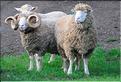 En Nouvelle-Zélande l'élevage du mouton est omniprésent, puisque dix fois plus nombreux que les humains. (14)