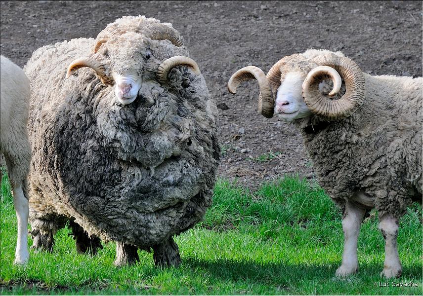 En Nouvelle-Zélande l'élevage du mouton est omniprésent, puisque dix fois plus nombreux que les humains. (16)