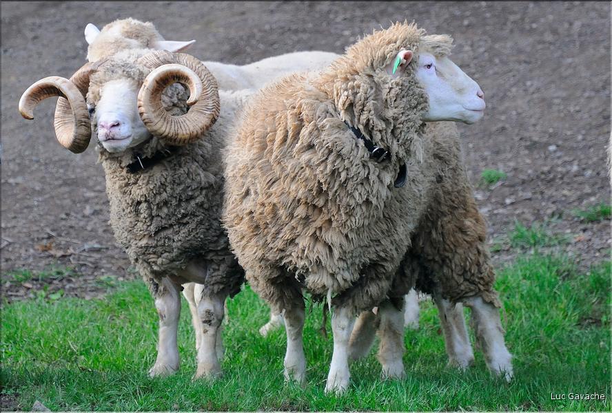 En Nouvelle-Zélande l'élevage du mouton est omniprésent, puisque dix fois plus nombreux que les humains. (17)