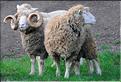 En Nouvelle-Zélande l'élevage du mouton est omniprésent, puisque dix fois plus nombreux que les humains. (17)