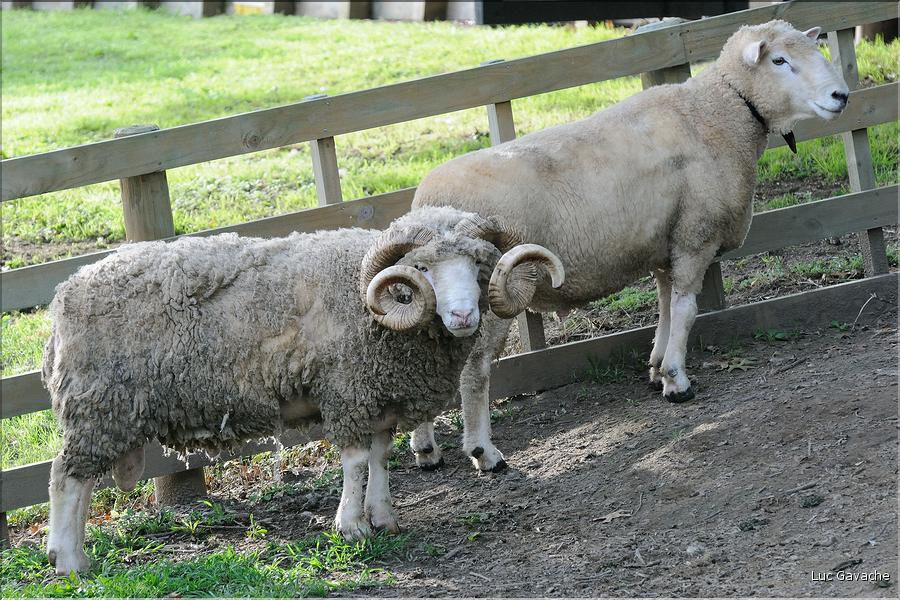 En Nouvelle-Zélande l'élevage du mouton est omniprésent, puisque dix fois plus nombreux que les humains. (19)
