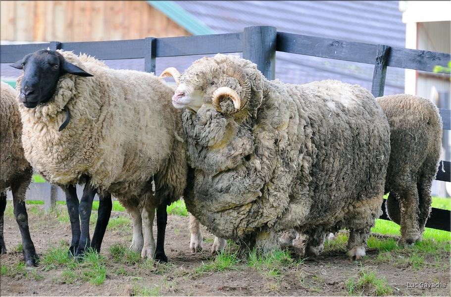 En Nouvelle-Zélande l'élevage du mouton est omniprésent, puisque dix fois plus nombreux que les humains. (20)