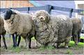 En Nouvelle-Zélande l'élevage du mouton est omniprésent, puisque dix fois plus nombreux que les humains. (20)