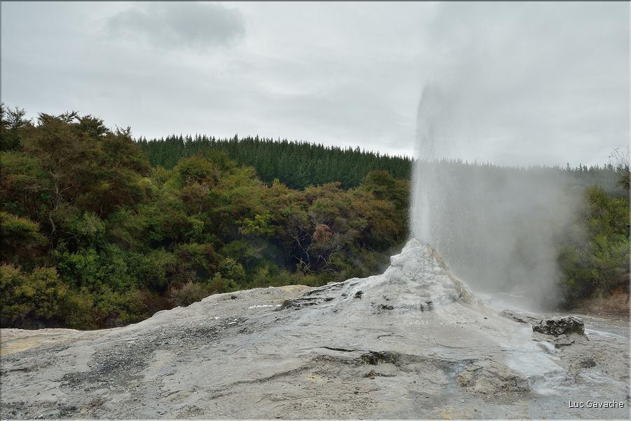 Le geyser Lady Knox de Wai-o-tapu. (1)