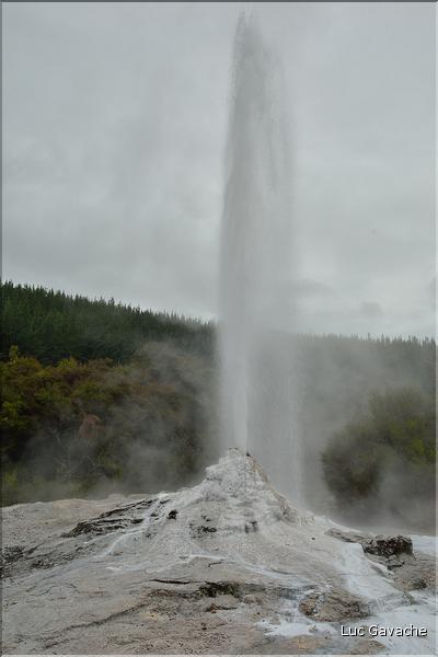 Le geyser Lady Knox de Wai-o-tapu. (2)