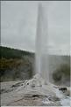 Le geyser Lady Knox de Wai-o-tapu. (2)