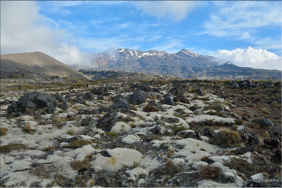 En route vers le Parc National de Tongariro. (4)