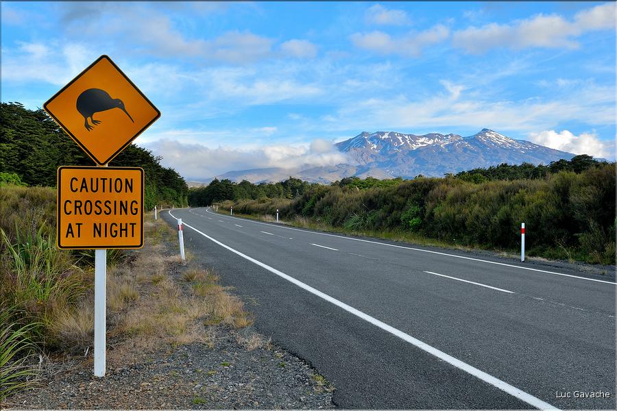 Cette région est peuplée de kiwi, un des emblèmes de la Nouvelle-Zélande. (1)