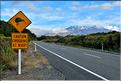 Cette région est peuplée de kiwi, un des emblèmes de la Nouvelle-Zélande. (1)