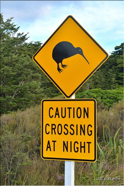 Cette région est peuplée de kiwi, un des emblèmes de la Nouvelle-Zélande. (2)