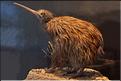 Cet oiseau nocturne est dépourvu d'aile et a perdu sa faculté à voler. (1)
