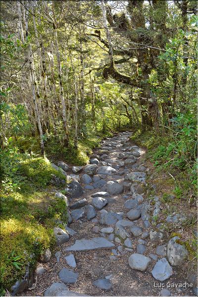 En chemin vers Les Tama Lakes, situés au pied du Tongariro. (1)
