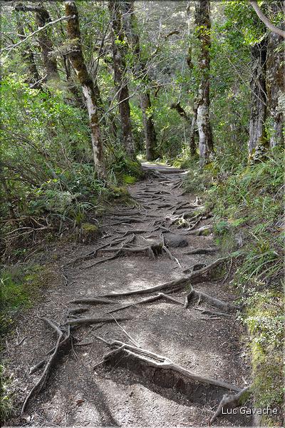 En chemin vers Les Tama Lakes, situés au pied du Tongariro. (2)