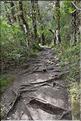 En chemin vers Les Tama Lakes, situés au pied du Tongariro. (2)