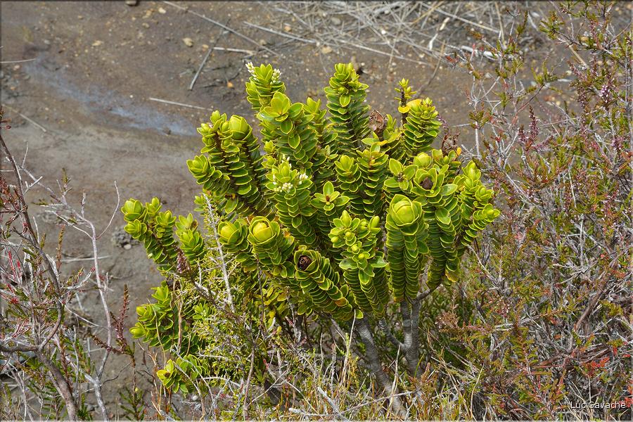 En revenant du Tongariro. (3)