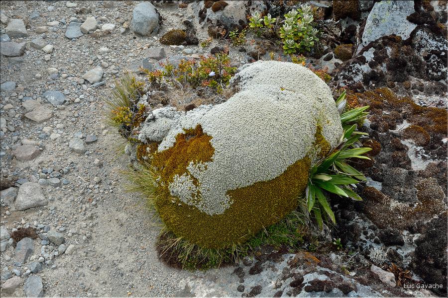 En revenant du Tongariro. (4)