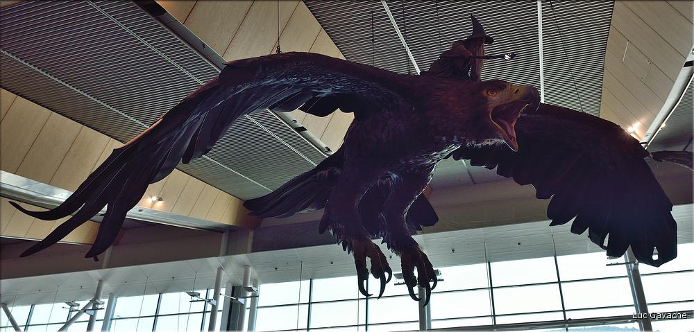 L'aigle géant du seigneur des anneaux dans l'aéroport de Wellington.