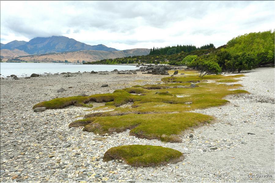 Le lac Wanaka. (2)