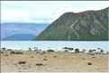 Le lac Wanaka. (3)