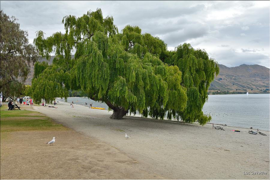Le lac Wanaka. (4)