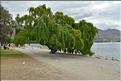 Le lac Wanaka. (4)