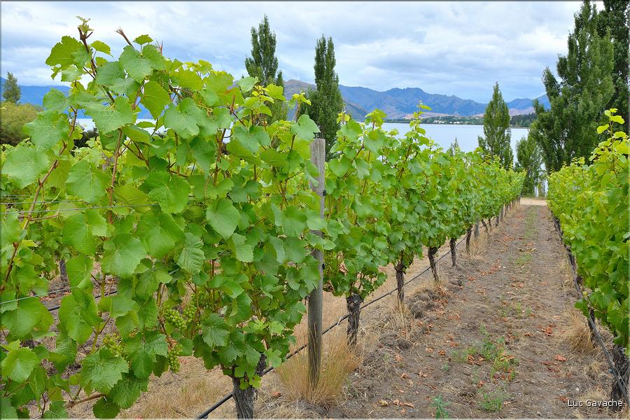 Le lac Wanaka. (6)