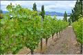 Le lac Wanaka. (6)