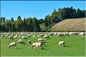 En Nouvelle-Zélande l'élevage est omniprésent. Ici nous sommes dans les environs de Te Anau. (1)