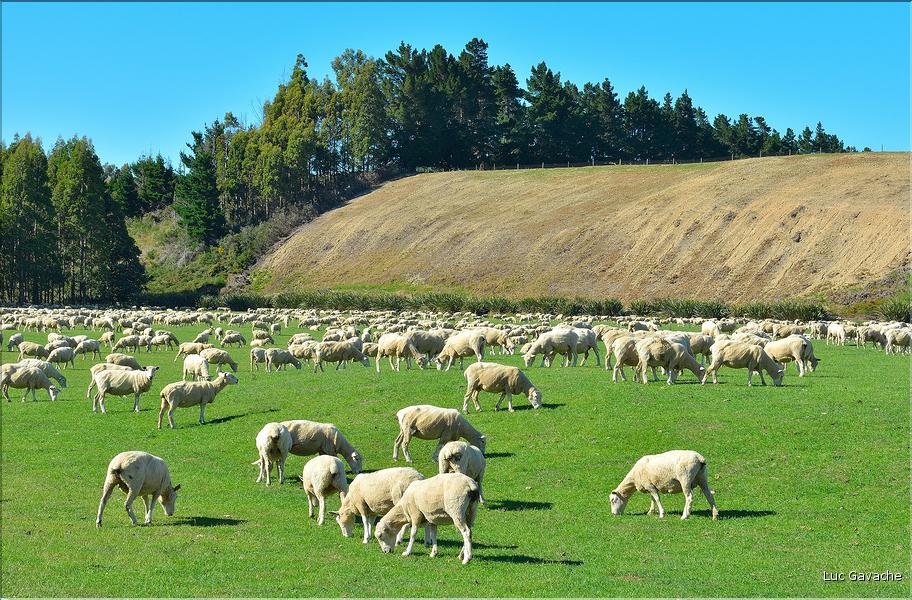 En Nouvelle-Zélande l'élevage est omniprésent. Ici nous sommes dans les environs de Te Anau. (3)