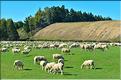 En Nouvelle-Zélande l'élevage est omniprésent. Ici nous sommes dans les environs de Te Anau. (3)