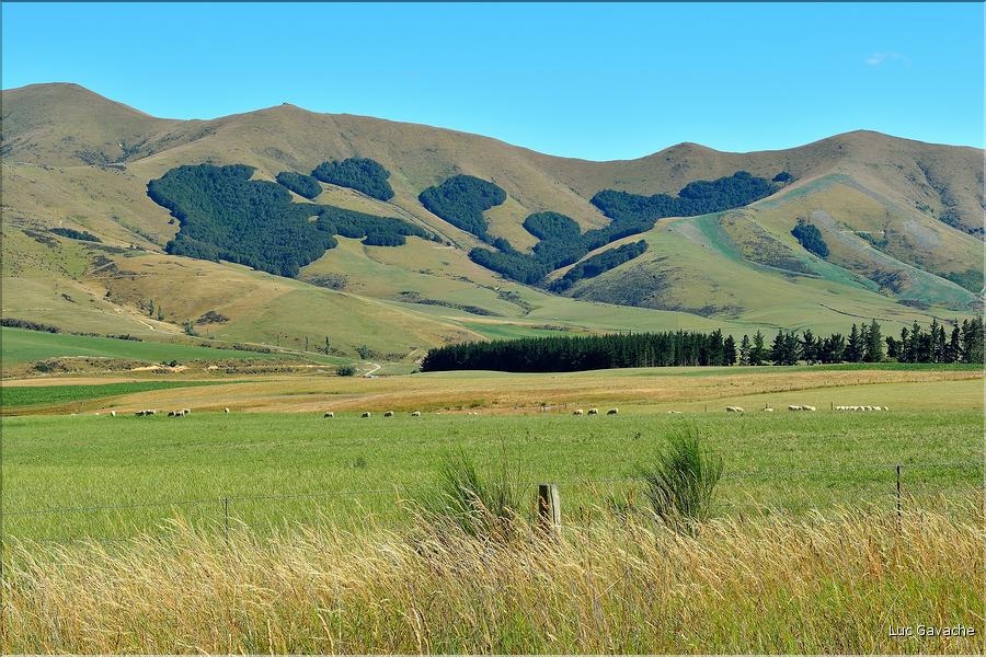 En Nouvelle-Zélande l'élevage est omniprésent. Ici nous sommes dans les environs de Te Anau. (10)