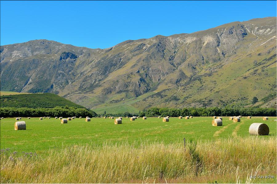 En Nouvelle-Zélande l'élevage est omniprésent. Ici nous sommes dans les environs de Te Anau. (11)