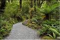 Au départ de la Milford Road, le chemin menant au lac Marian. (1)