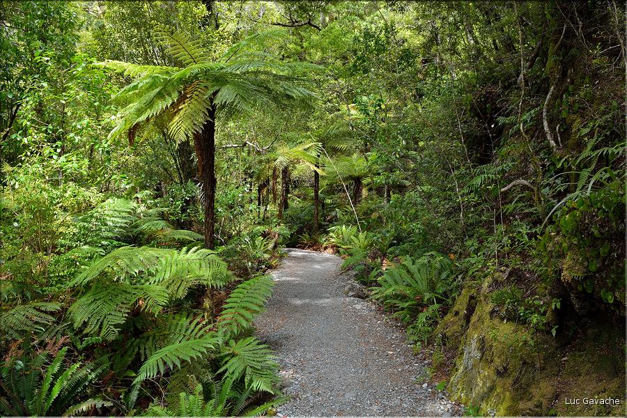 Au départ de la Milford Road, le chemin menant au lac Marian. (2)