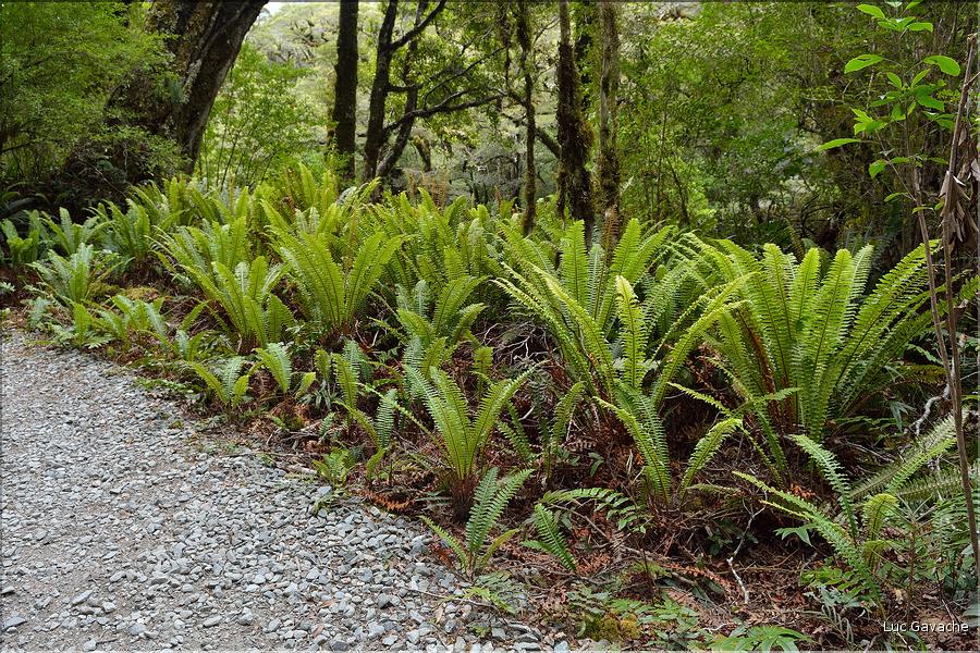Au départ de la Milford Road, le chemin menant au lac Marian. (3)